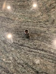 Snap-on TMM8 8MM 6 Point 1/4" Drive Shallow Socket. Fixed Price $34.95.